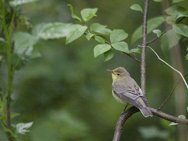 Kultarinta, Icterine Warbler, Hippolais icterina