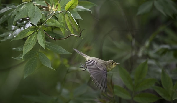 Kultarinta, Icterine Warbler, Hippolais icterina