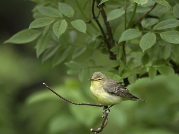 Kultarinta, Icterine Warbler, Hippolais icterina
