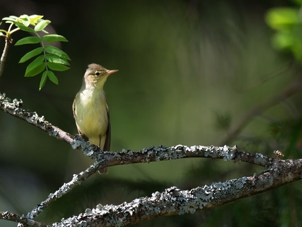Kultarinta, Icterine Warbler, Hippolais icterina