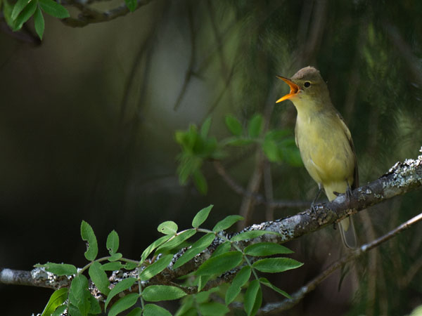Kultarinta, Icterine Warbler, Hippolais icterina