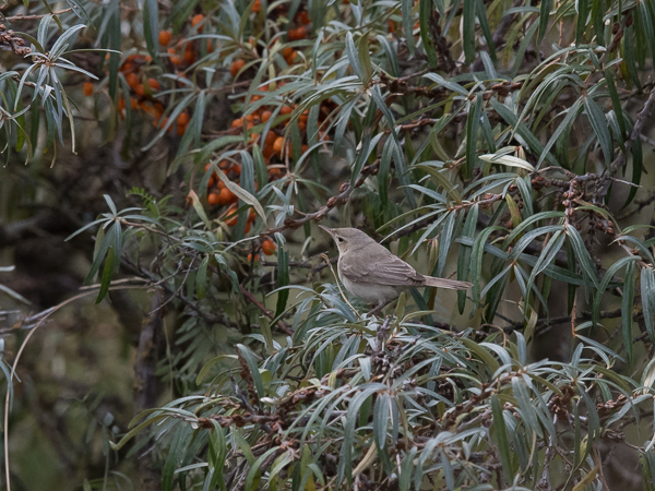 Vaaleakultarinta, Eastern Olivaceous Warbler, Hippolais pallida