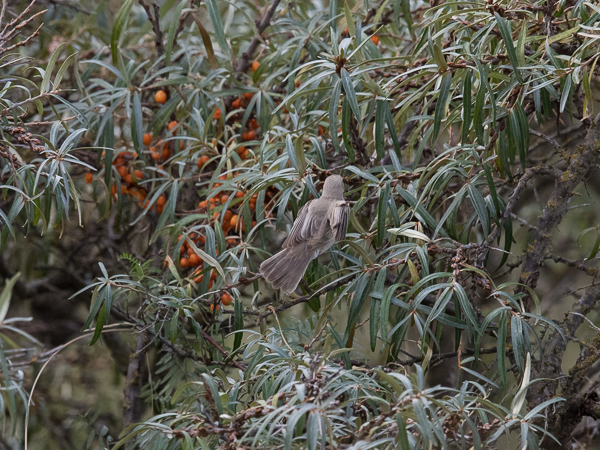 Vaaleakultarinta, Eastern Olivaceous Warbler, Hippolais pallida