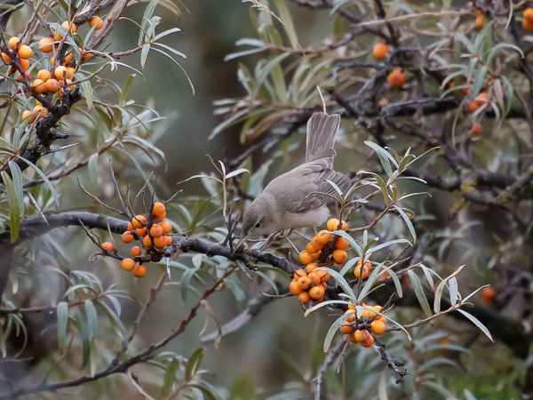 Vaaleakultarinta, Eastern Olivaceous Warbler, Hippolais pallida