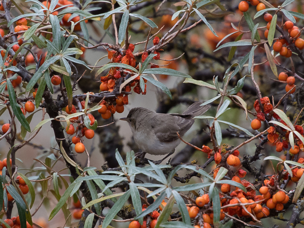 Vaaleakultarinta, Eastern Olivaceous Warbler, Hippolais pallida
