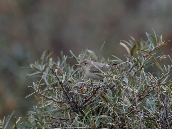 Vaaleakultarinta, Eastern Olivaceous Warbler, Hippolais pallida