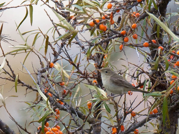 Vaaleakultarinta, Eastern Olivaceous Warbler, Hippolais pallida