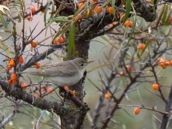 Vaaleakultarinta, Eastern Olivaceous Warbler, Hippolais pallida