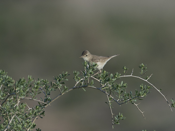 Aavikkokultarinta, Sykes's Warbler, Hippolais rama