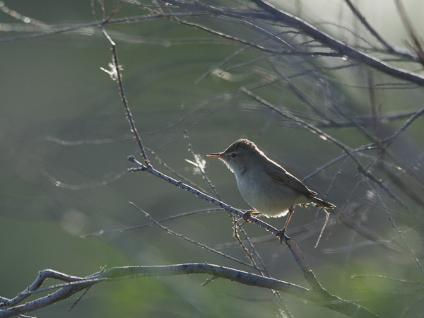 Aavikkokultarinta, Sykes's Warbler, Hippolais rama