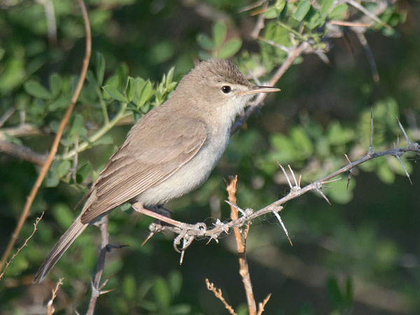 Aavikkokultarinta, Sykes's Warbler, Hippolais rama