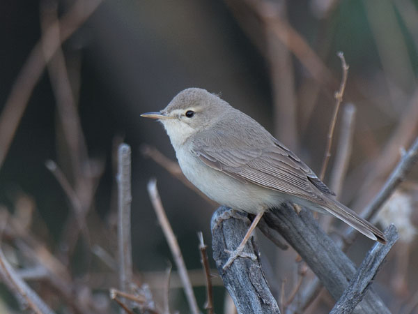 Aavikkokultarinta, Sykes's Warbler, Hippolais rama