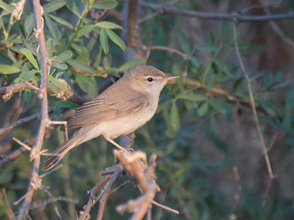 Aavikkokultarinta, Sykes's Warbler, Hippolais rama