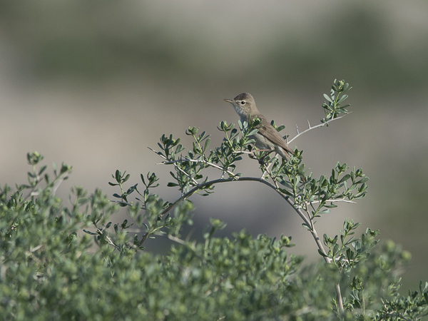 Aavikkokultarinta, Sykes's Warbler, Hippolais rama