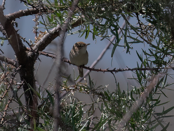 Aavikkokultarinta, Sykes's Warbler, Hippolais rama