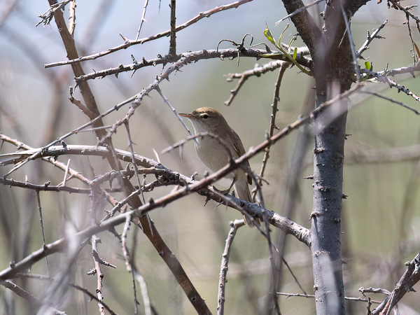 Aavikkokultarinta, Sykes's Warbler, Hippolais rama