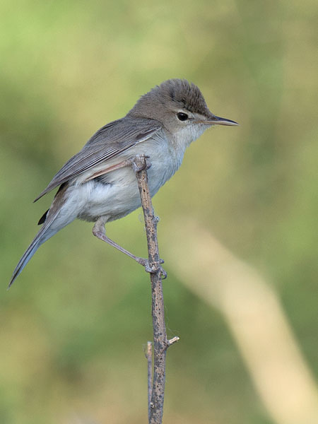 Aavikkokultarinta, Sykes's Warbler, Hippolais rama