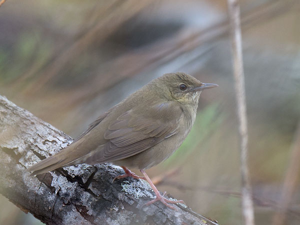 Viitasirkkalintu, River Warbler, Locustella fluviatilis