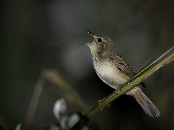 Viirusirkkalintu, Lanceolated Warbler, Locustella lanceolata