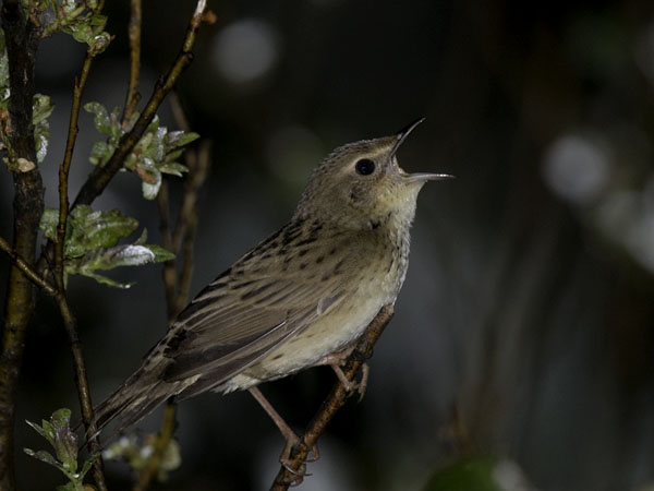 Viirusirkkalintu, Lanceolated Warbler, Locustella lanceolata
