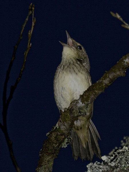 Viirusirkkalintu, Lanceolated Warbler, Locustella lanceolata
