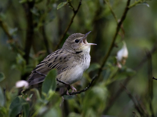 Viirusirkkalintu, Lanceolated Warbler, Locustella lanceolata
