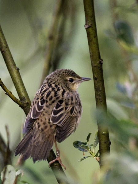 Viirusirkkalintu, Lanceolated Warbler, Locustella lanceolata