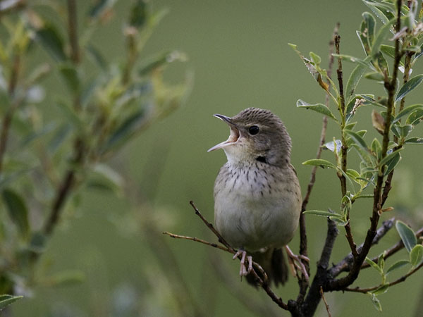 Viirusirkkalintu, Lanceolated Warbler, Locustella lanceolata
