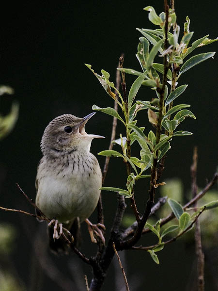Viirusirkkalintu, Lanceolated Warbler, Locustella lanceolata