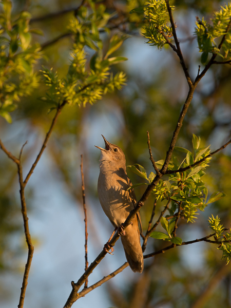 Ruokosirkkalintu, Savi's Warbler, Locustella luscinioides