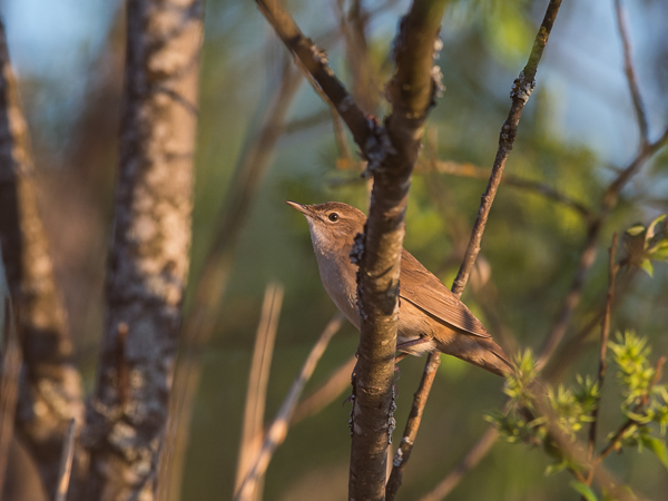Ruokosirkkalintu, Savi's Warbler, Locustella luscinioides