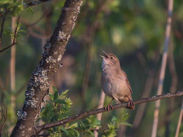 Ruokosirkkalintu, Savi's Warbler, Locustella luscinioides