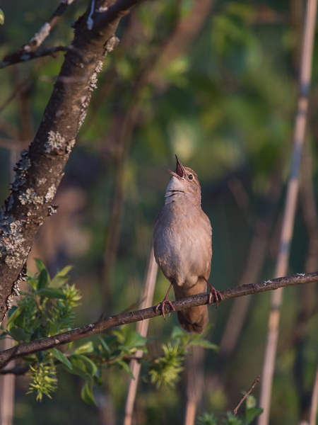 Ruokosirkkalintu, Savi's Warbler, Locustella luscinioides