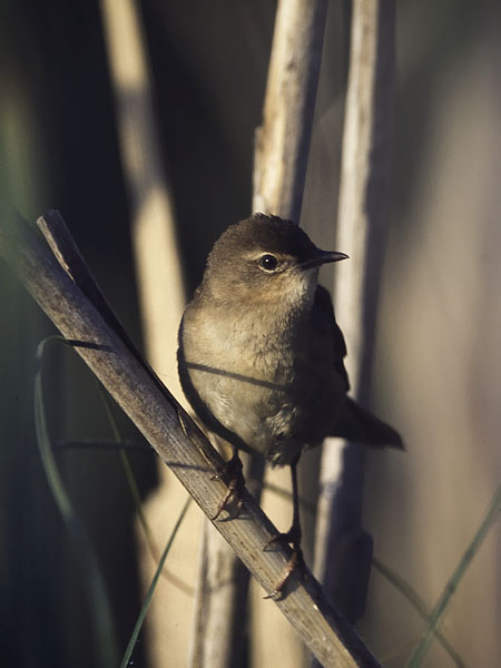 Ruokosirkkalintu, Savi's Warbler, Locustella luscinioides
