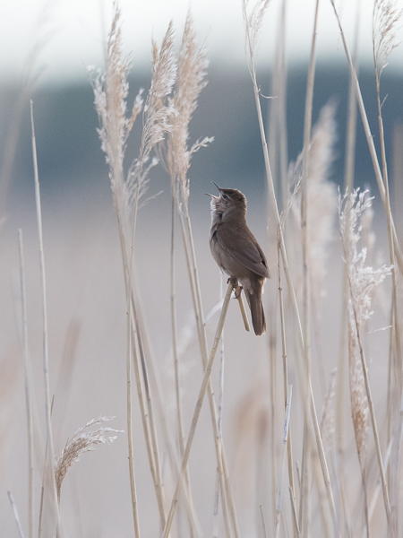 Ruokosirkkalintu, Savi's Warbler, Locustella luscinioides