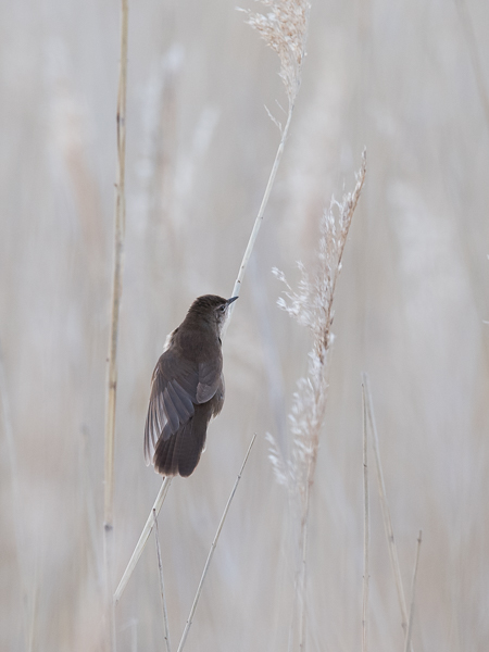 Ruokosirkkalintu, Savi's Warbler, Locustella luscinioides