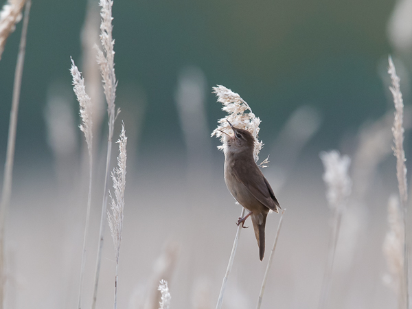 Ruokosirkkalintu, Savi's Warbler, Locustella luscinioides