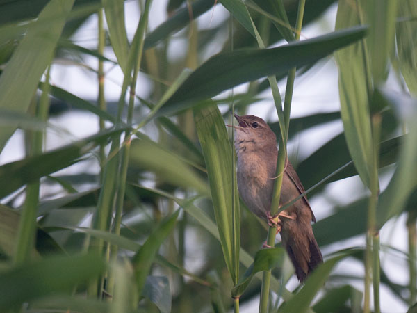 Ruokosirkkalintu, Savi's Warbler, Locustella luscinioides