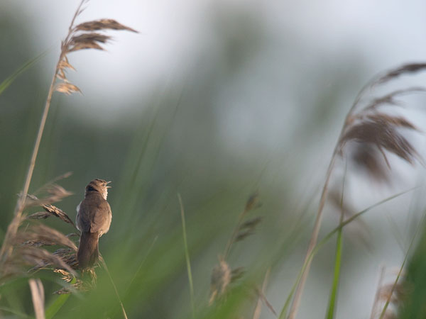 Ruokosirkkalintu, Savi's Warbler, Locustella luscinioides