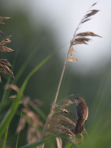 Ruokosirkkalintu, Savi's Warbler, Locustella luscinioides