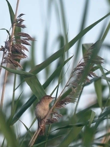 Ruokosirkkalintu, Savi's Warbler, Locustella luscinioides