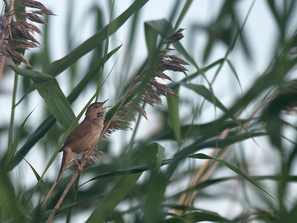 Ruokosirkkalintu, Savi's Warbler, Locustella luscinioides