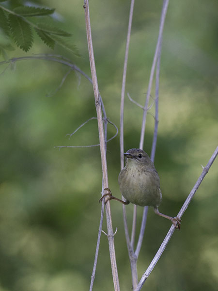 Pensassirkkalintu, Common Grasshopper Warbler, Locustella naevia