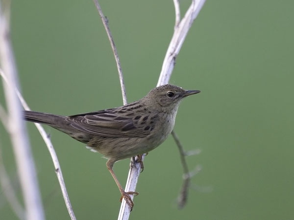 Pensassirkkalintu, Common Grasshopper Warbler, Locustella naevia