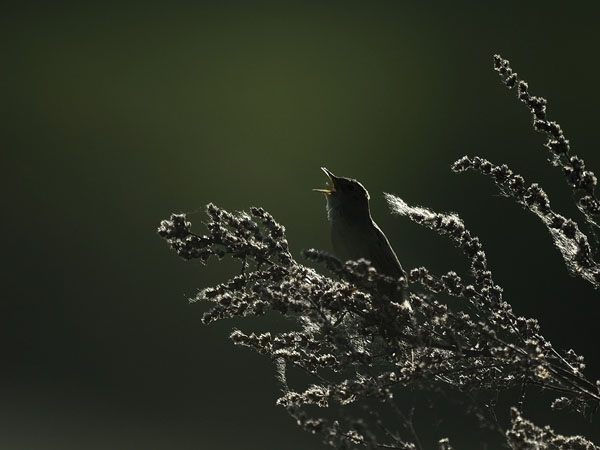 Pensassirkkalintu, Common Grasshopper Warbler, Locustella naevia