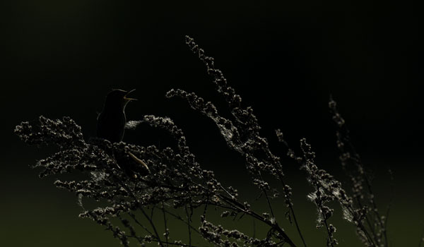 Pensassirkkalintu, Common Grasshopper Warbler, Locustella naevia