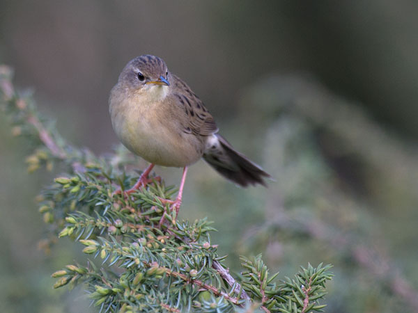 Pensassirkkalintu, Common Grasshopper Warbler, Locustella naevia