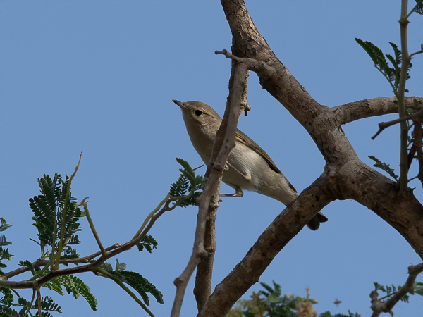 Vuoriuunilintu, Western Bonelli's Warbler, Phylloscopus bonelli