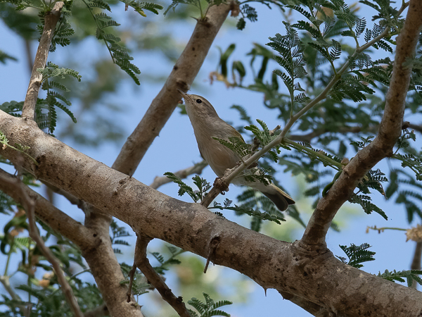 Vuoriuunilintu, Western Bonelli's Warbler, Phylloscopus bonelli