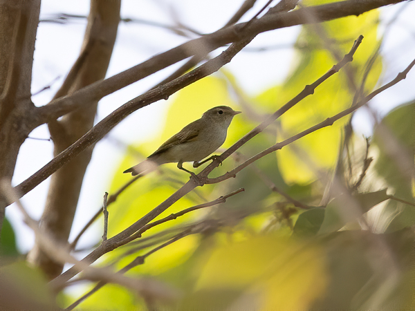Vuoriuunilintu, Western Bonelli's Warbler, Phylloscopus bonelli